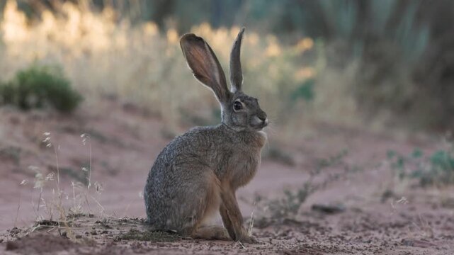 A jackrabbit with slightly tattered ears sits in the shade, his nose twitching while late evening sun lights the tops of the grasses in the background.