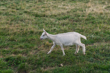 Fototapeta premium goat on the meadow