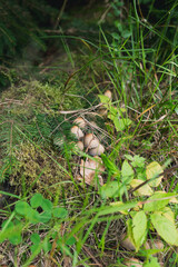 Mushrooms in forest hidden in grass