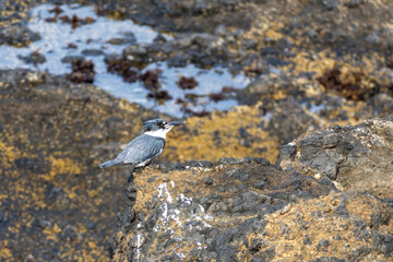 Belted Kingfisher, Megaceryle alcyon, perched in the rocks along the Oregon coast in Depoe Bay.
