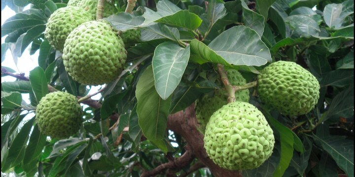 A vibrant breadfruit tree displaying multiple large, green, textured fruits, thriving in a tropical setting.