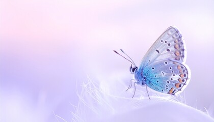 Obraz premium Delicate translucent butterfly with pastel wings resting on soft surface against dreamy gradient background.