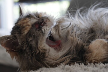 calico and white cat outdoors with green plants garden fur longhair