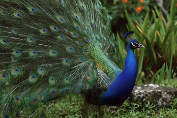 Obraz premium A proud, colorful peacock displays its beautiful blue and green tail feathers in a park