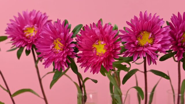 beautiful asters close-up