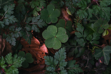 Clover leaves on forest floor