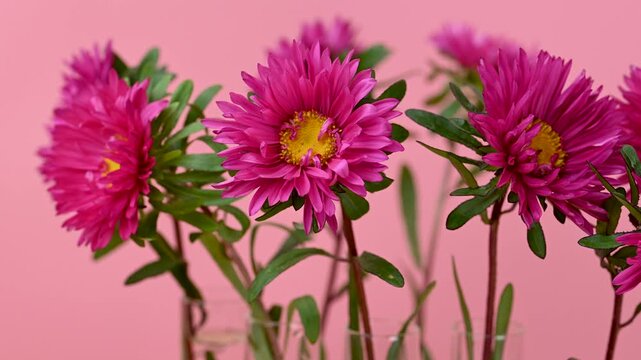 beautiful asters close-up