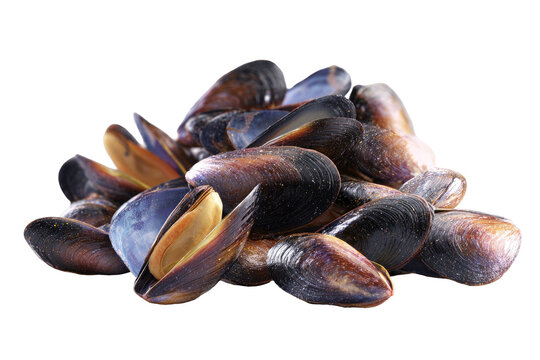 Close-up of a cluster of fresh mussels