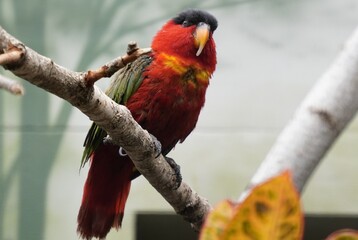 Colorful close up of a purple-naped lory (lorius domicella), a red and green exotic parrot, sitting in a tree in an Indonesian forest