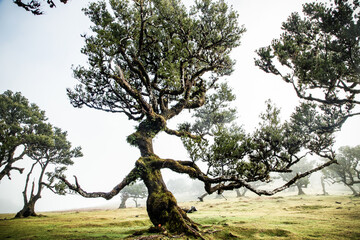 fanal laurel forest in madeira with majestic ancient trees