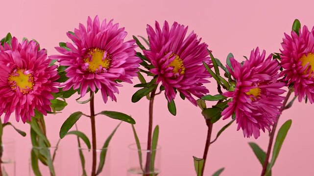 beautiful asters close-up