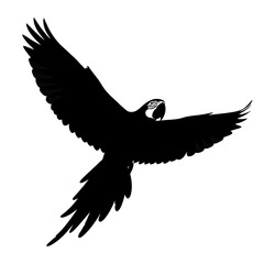 Fototapeta premium Black silhouette of a macaw parrot in flight isolated on white background silhouette