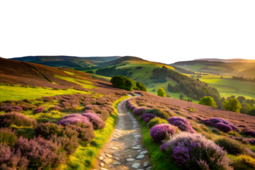 Golden sunlight illuminates a picturesque walking trail through a stunning landscape of purple heather and green rolling hills in a serene rural setting
