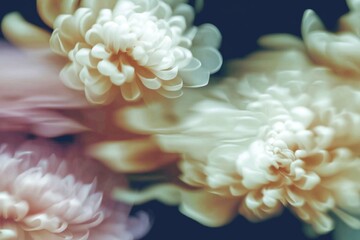 Blurred close-up of white chrysanthemum flowers in soft focus style on a dark backdrop, evoking a dreamy and delicate floral concept