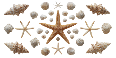 Symmetrical arrangement of seashells and starfish