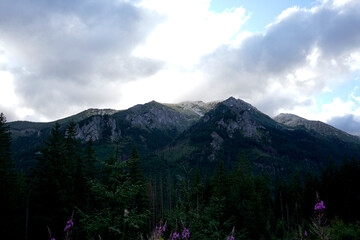 Mountain ridge with forested slopes under dramatic cloudy sky, with wildflowers in foreground...