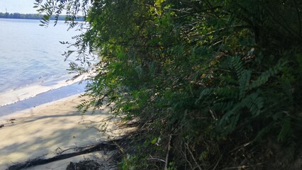 morning in the forest