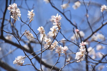 Obraz premium cherry blossom in spring