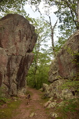 tree in the mountains
