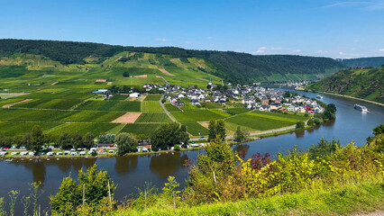 Wine region of the Mosel Valley. Wine tourism Cochem, Rhineland-Palatinate, Germany August 2, 2025
