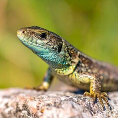 Obraz premium Close-up of a vibrant lizard on a sunlit log