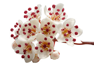 Close-up of a cluster of delicate, creamy-white flowers with deep red centers.  Each flower has multiple petals and numerous small, red dots near the pistil. A branch of the plant is visible