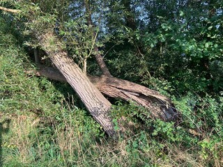 Abendstimmung in den Ruhrauen in Fröndenberg an der Ruhr