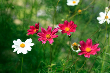 Fototapeta premium Colorful flowers in summer garden