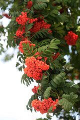 Red berries in summer tree
