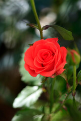 Red rose in summer garden