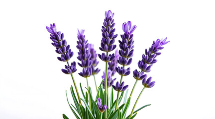 Naklejka premium Sharp macro photo of lavender flowers isolated on white background showing vibrant purple petals and green leaves with delicate details