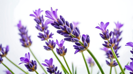 Naklejka premium Sharp macro photo of vibrant purple lavender flowers with green stems isolated on white background, showing delicate petals and buds