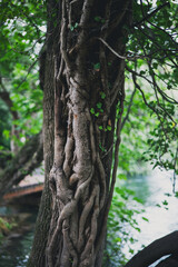 Rain forest with river and waterfalls