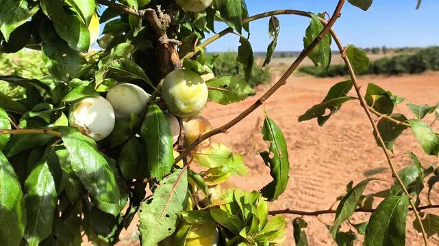 Cultivo de ciruelas