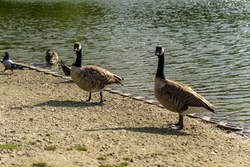 Canada geese standing on lake shore near waterline. Natural wildlife scene, wild water birds, fauna, nature, birdwatching, water environment, outdoor photography, animal behavior, habitat.
