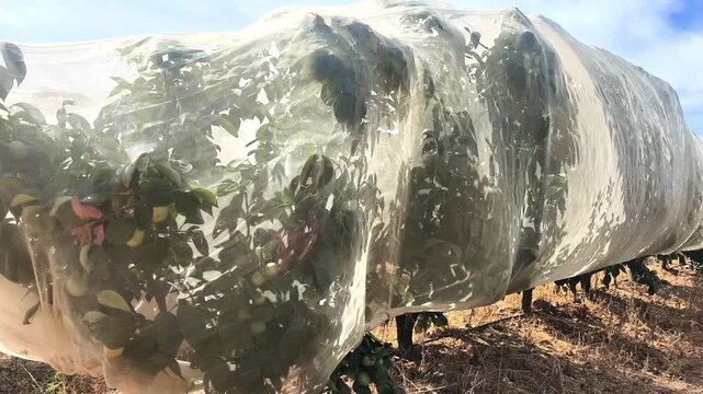 &Aacute;rboles frutales de caqui y protegidos con Malla protectora antiplagas