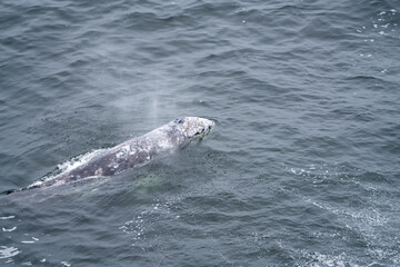 Close up photograph of a Gray Whale on the surface in Depoe Bay Oregon.