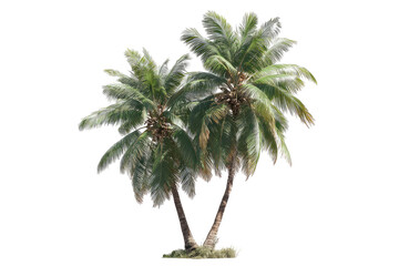 Two lush tropical palm trees against a black background