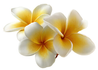 plumeria flower in yellow and white colors, with a transparent background.