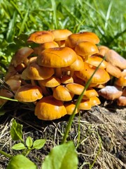 Cluster of orange mushrooms on green grass in a natural setting, macro photography, copy space