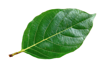 Close-up of a vibrant green leaf (7)