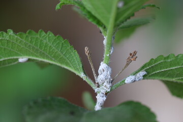  white mealy bugs infesting lantana plant