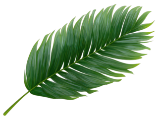 Detailed illustration of a tropical leaf (1)
