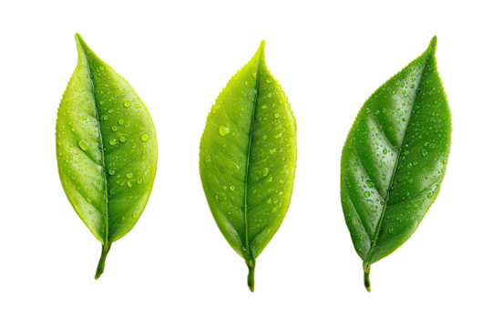 Three vibrant green leaves, each with water droplets, arranged horizontally.  The leaves exhibit varying shades of green and detailed textures, creating a natural, fresh appearance