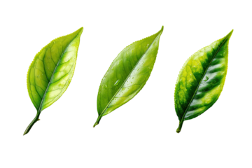 Close-up of three vibrant green leaves, slightly variegated, with water droplets