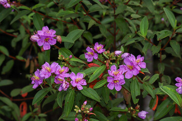 Beautiful Purple Wild Flowers Blooming in Nature