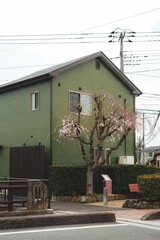 Charming green house with cherry blossom tree.