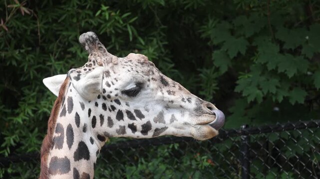 Giraffe Licking Its Nose On A Summer Day