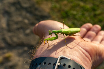 Green praying mantis on human hand outdoors, insect close-up, nature scene, wildlife detail, human and animal interaction, natural environment observation.