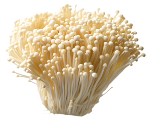 Fresh enoki mushrooms in a tight cluster on background enokitake fungi isolated on a transparent background